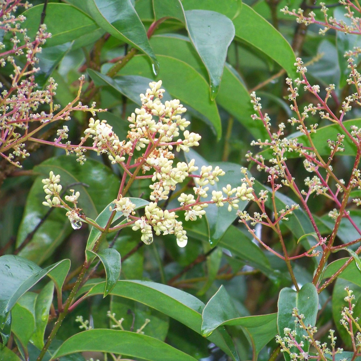 Image of Chinese Privet
