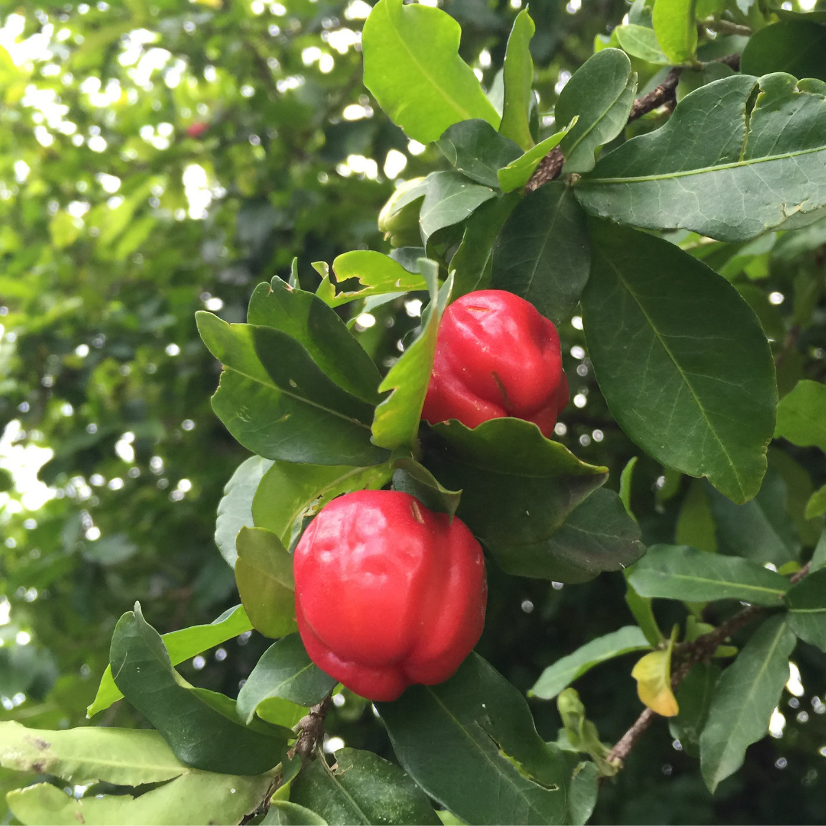 Image of Acerola Cherry