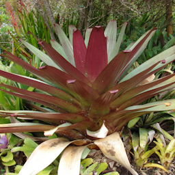 Preview #1 of Giant Bromeliad