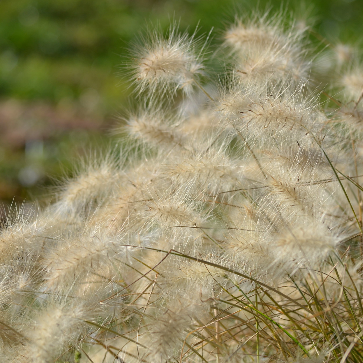 Image 1 of Feathertop Grass