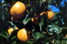 Preview #1 of Valencia Orange