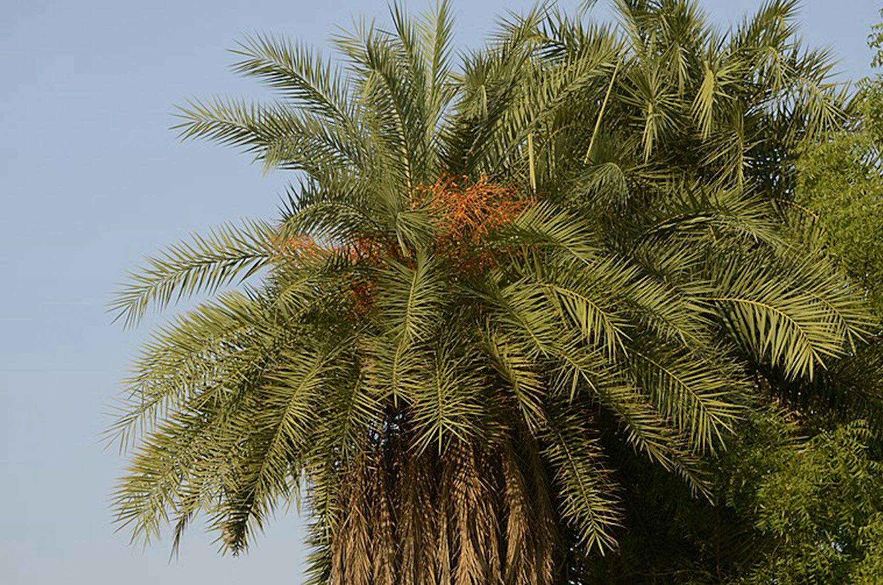 Image 1 of Silver Date Palm