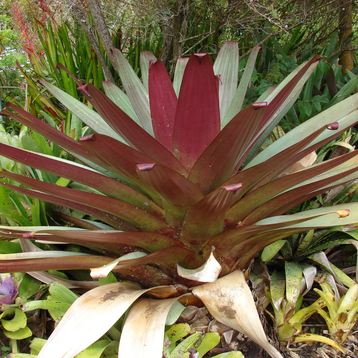 Image 1 of Giant Bromeliad