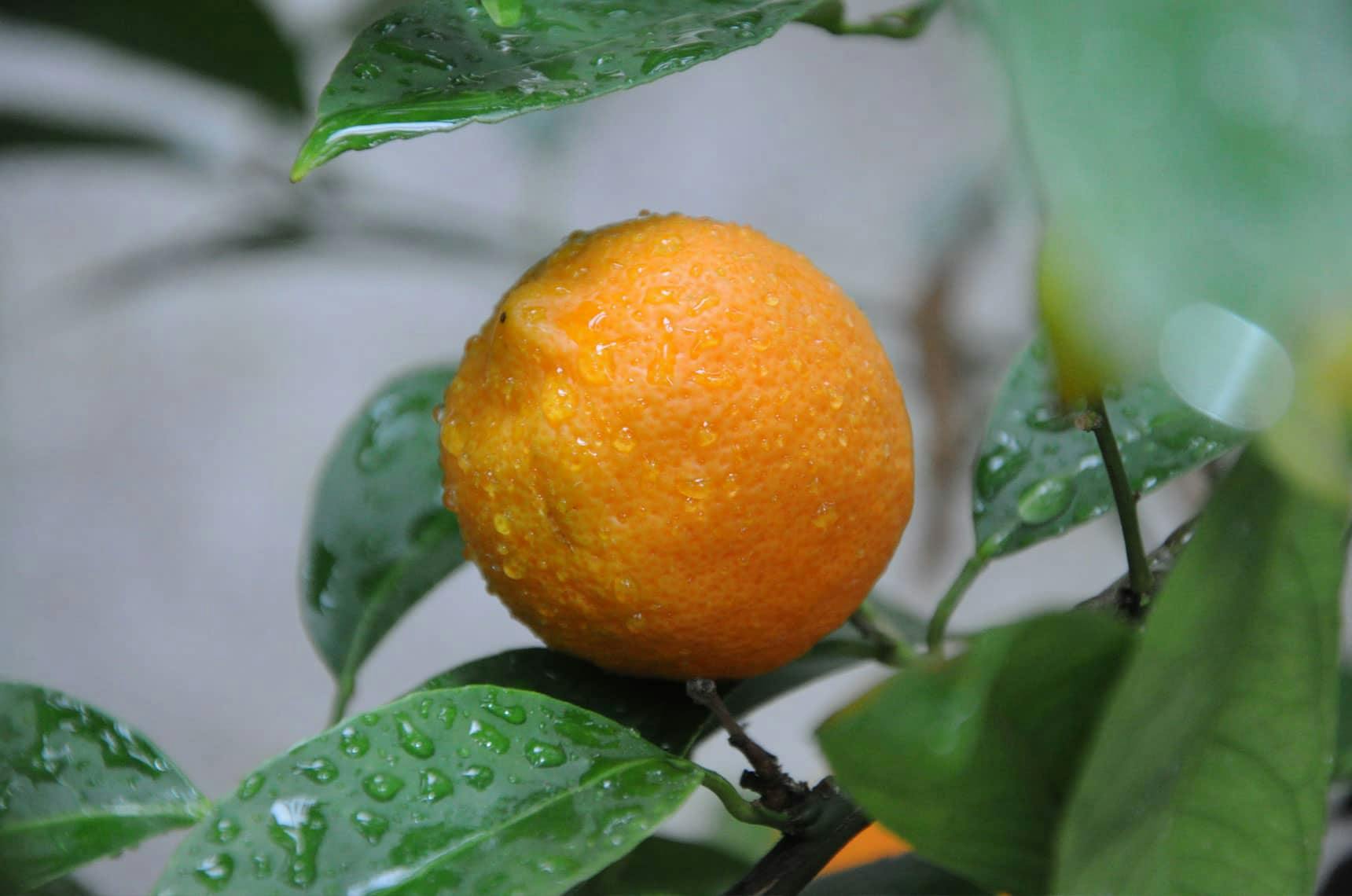 Image 1 of Criolla Mandarin