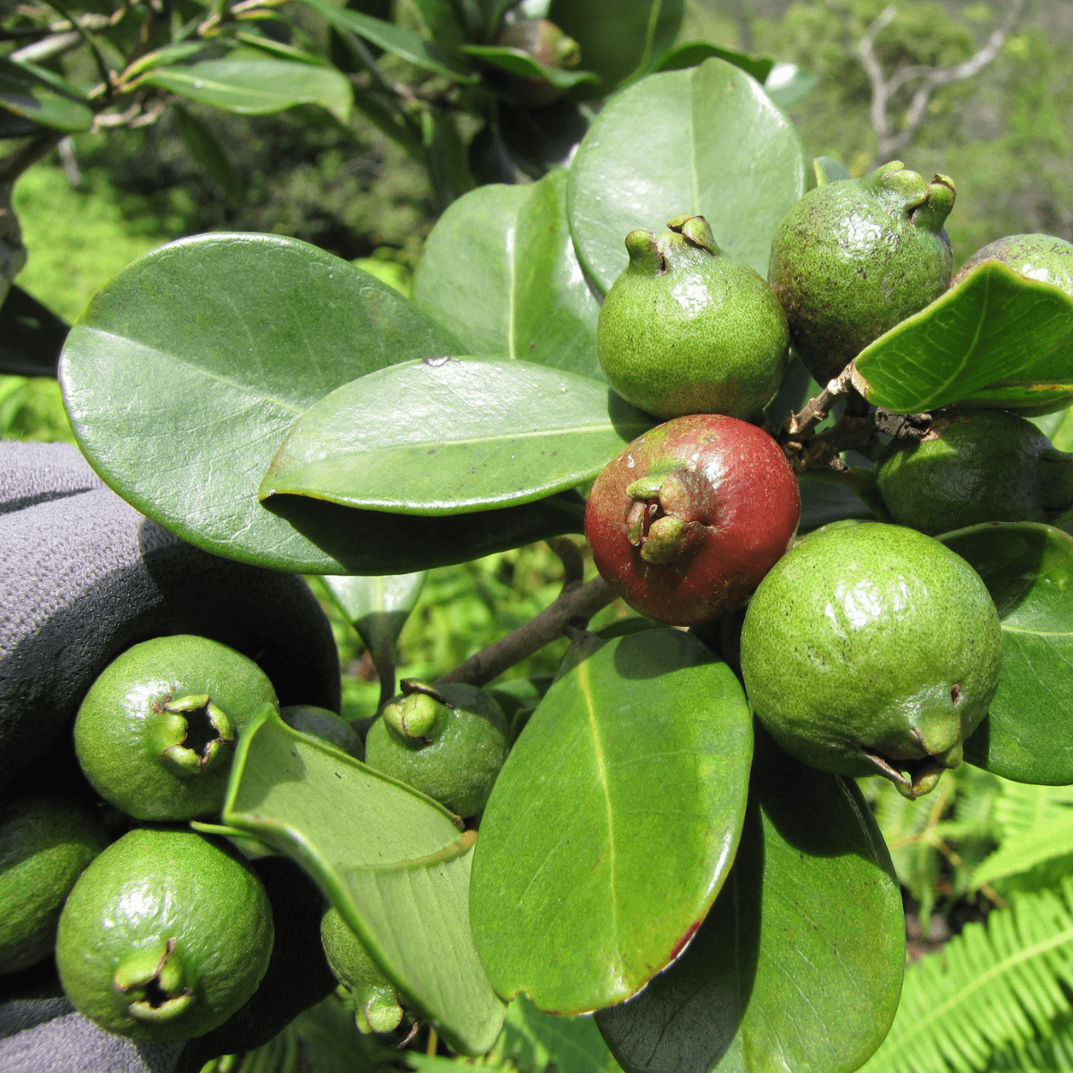 Image 1 of Strawberry Guava