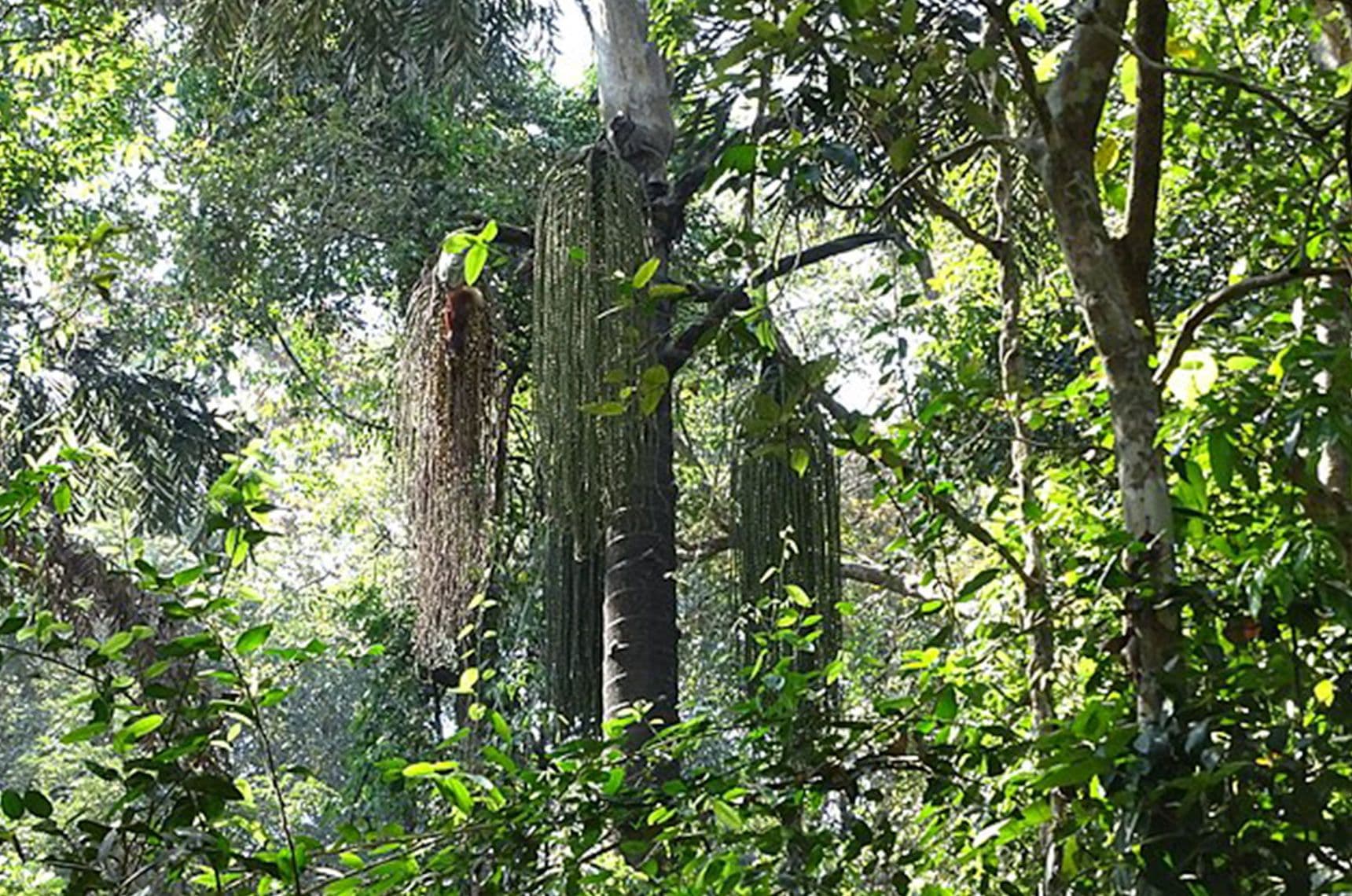 Image 1 of Fishtail Palm