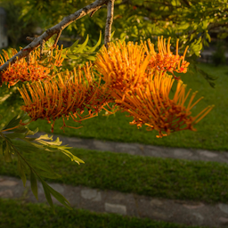 Preview #1 of Southern Silky Oak