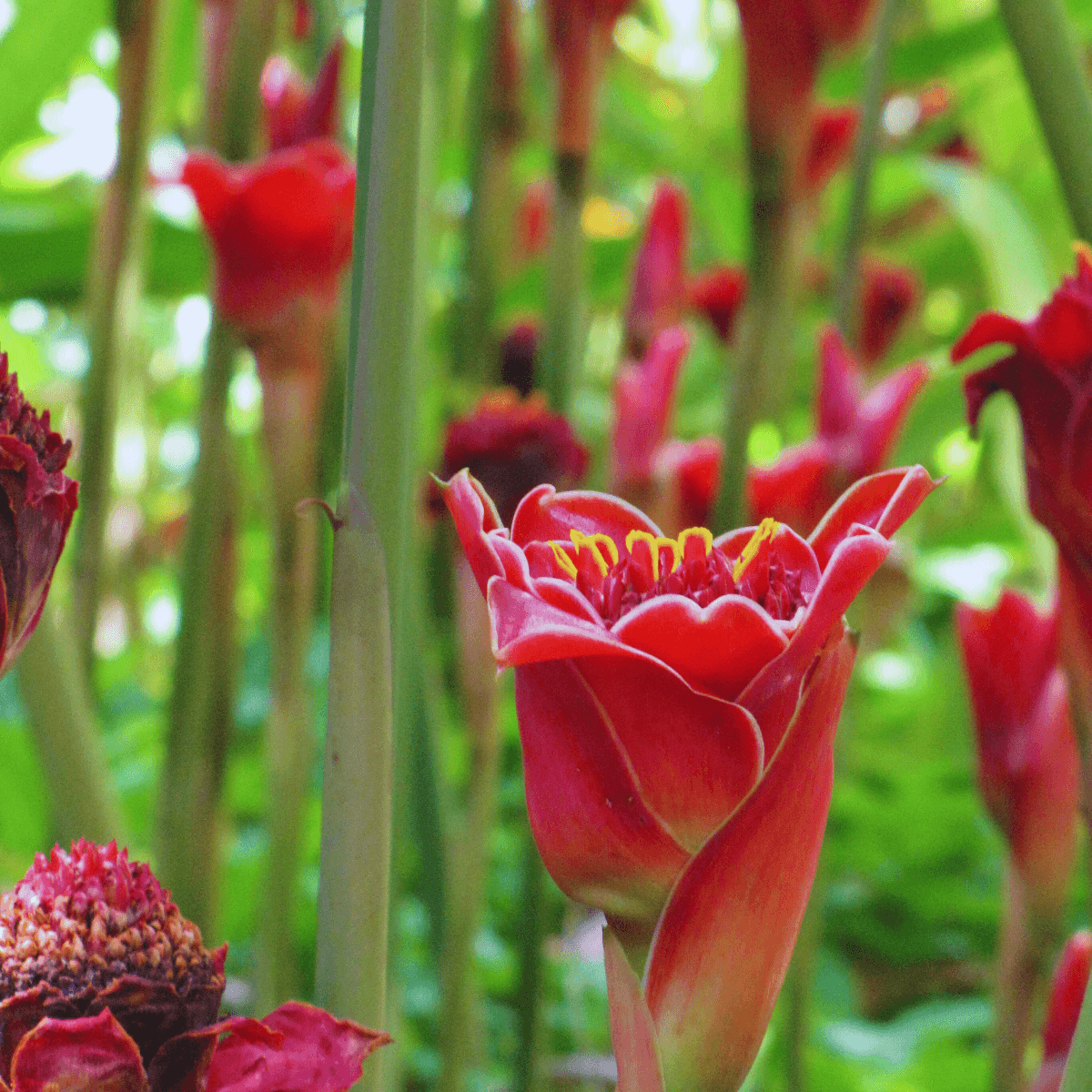 Image 1 of Helani Tulip Ginger