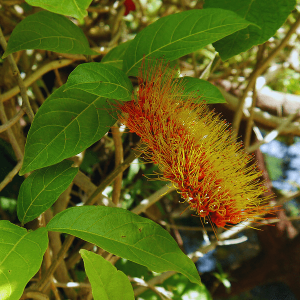 Image of Bush Willow