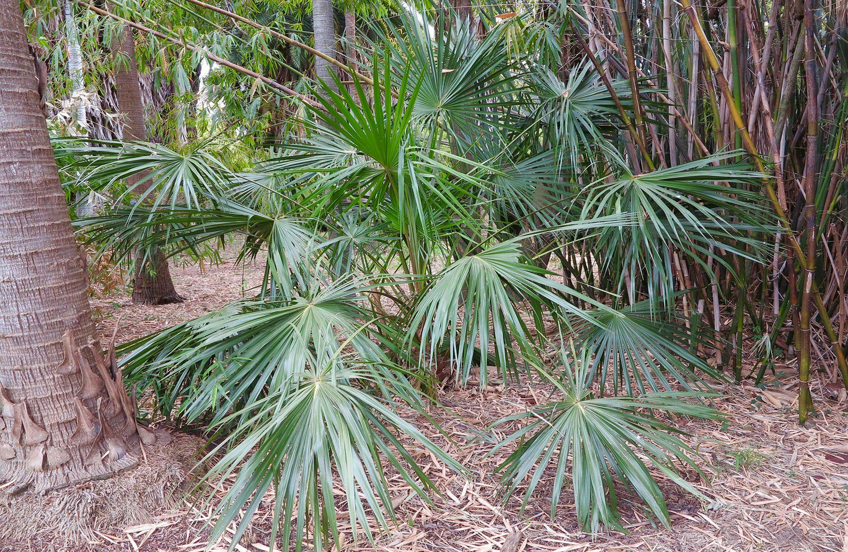Image 1 of Ribbon Fan Palm 