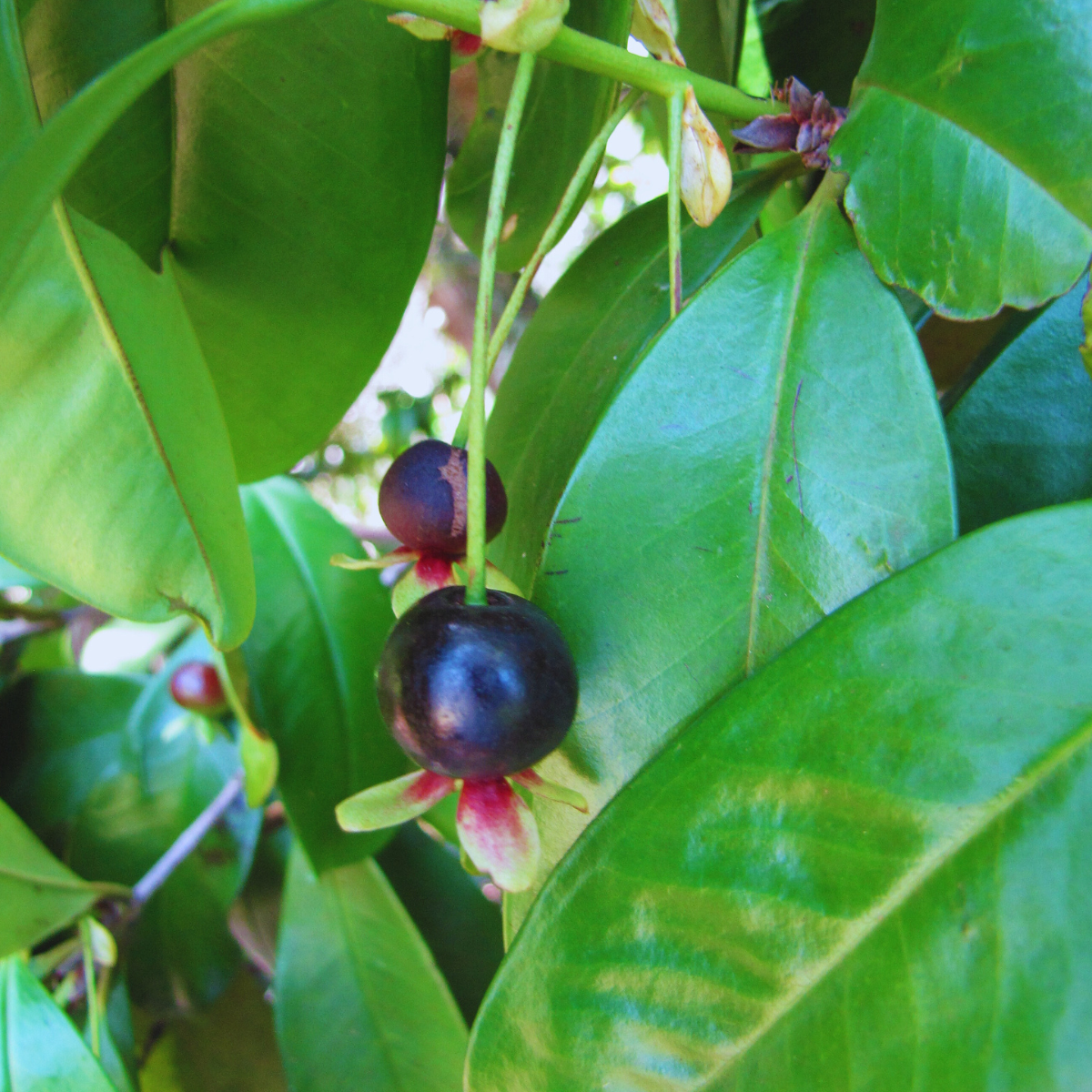 Image of Brazilian cherry