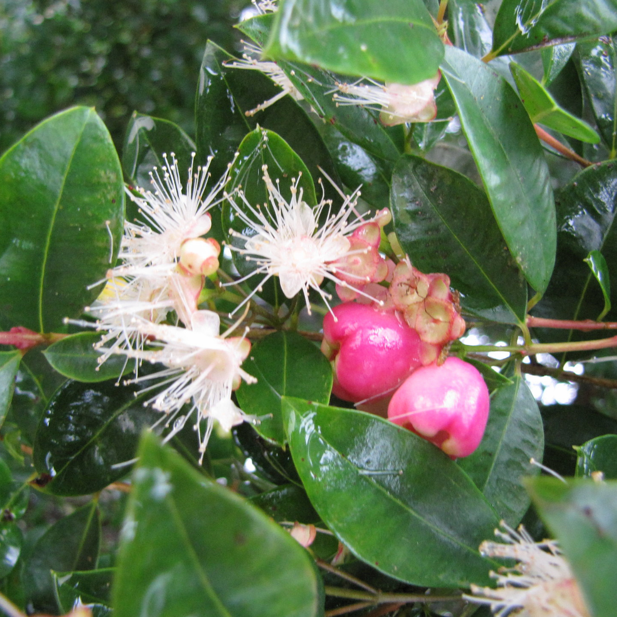 Image 1 of Magenta Lilly Pilly