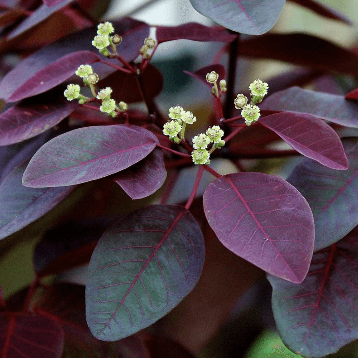 Image 1 of Tropical Smokebush