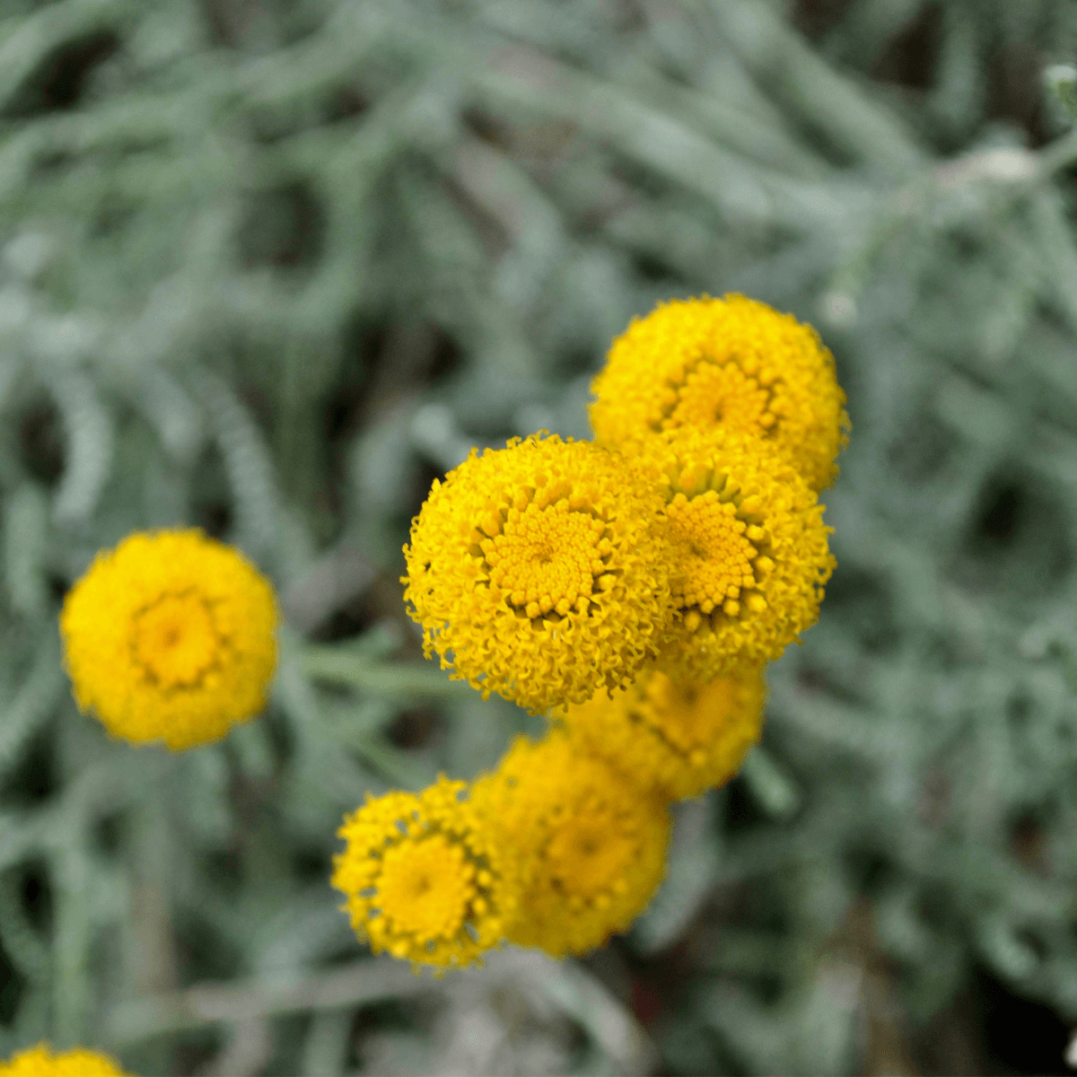 Image 1 of Lavender Cotton