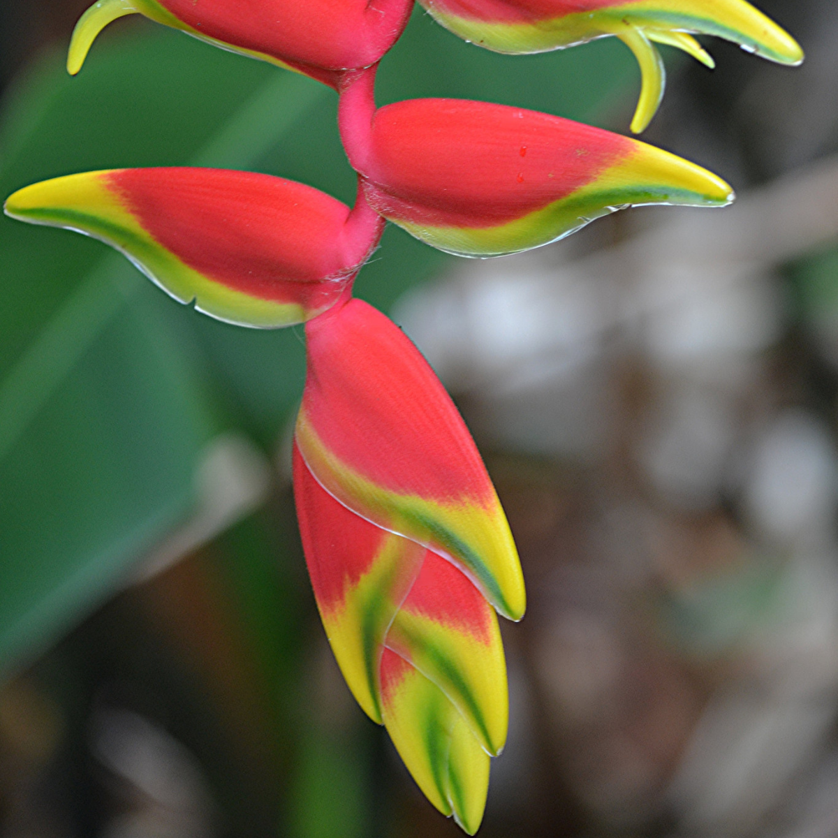 Image 1 of Lobster Claws