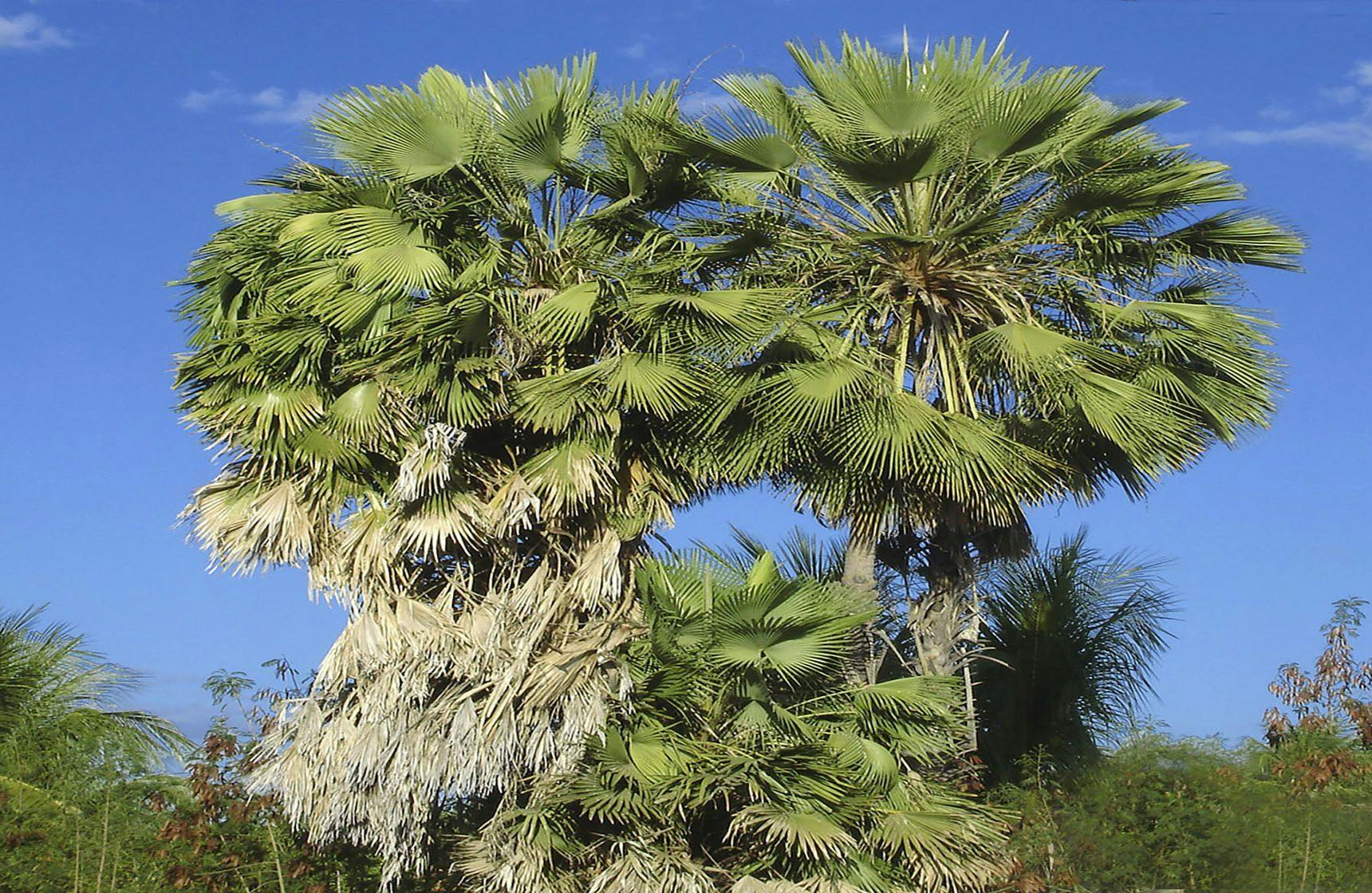 Image of Carnauba Palm