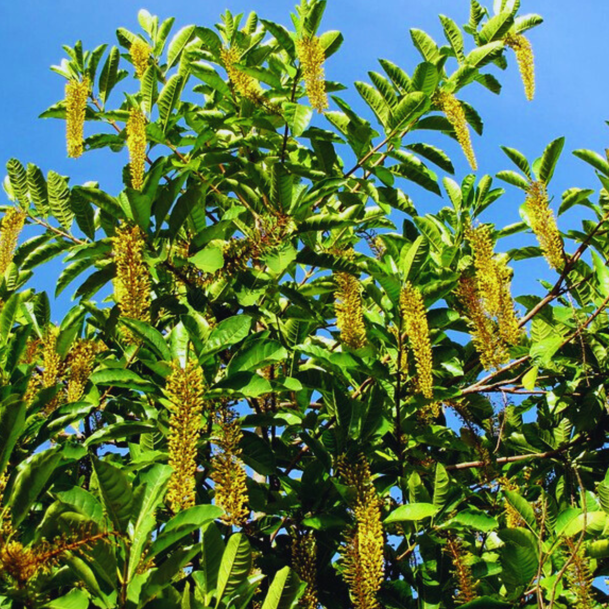 Image 1 of Golden Chain Tree