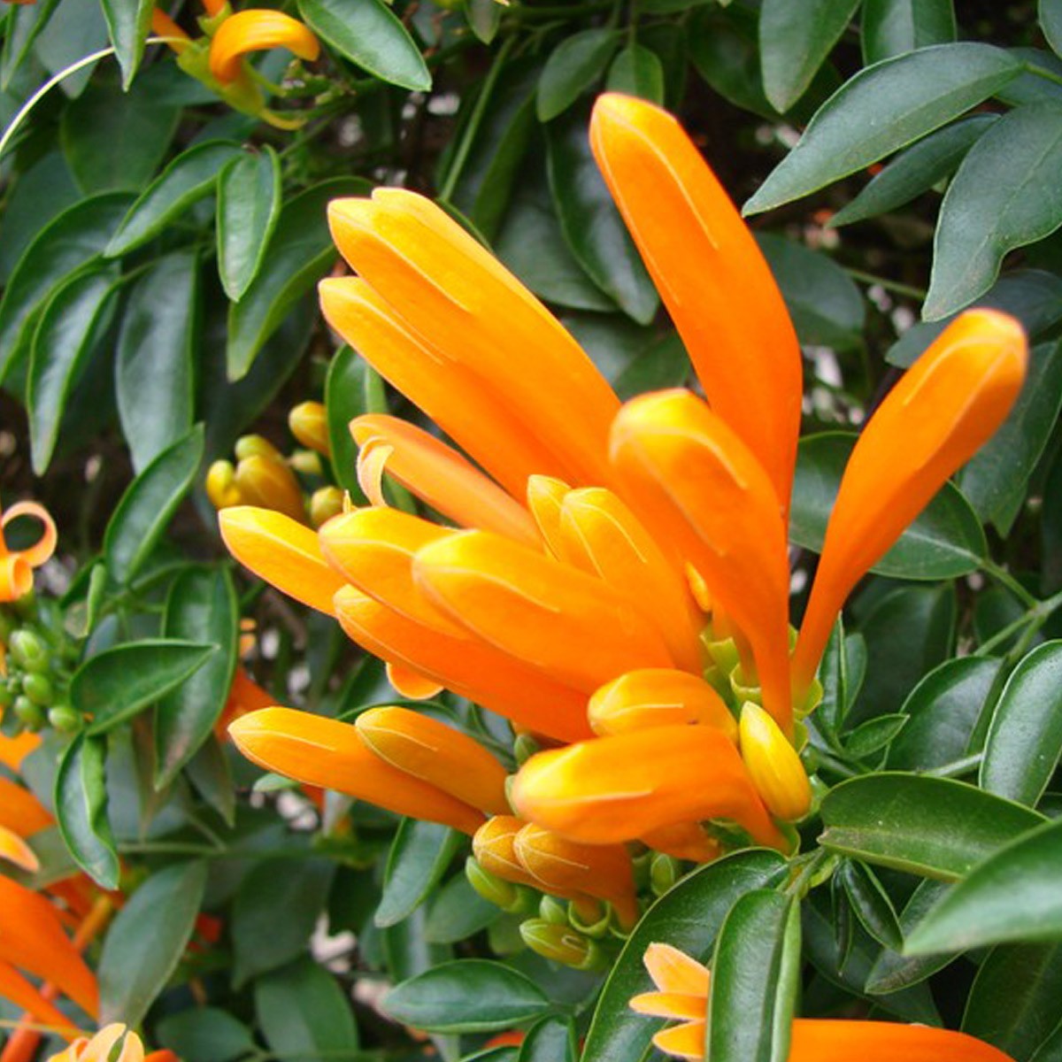 Image 1 of Flamevine