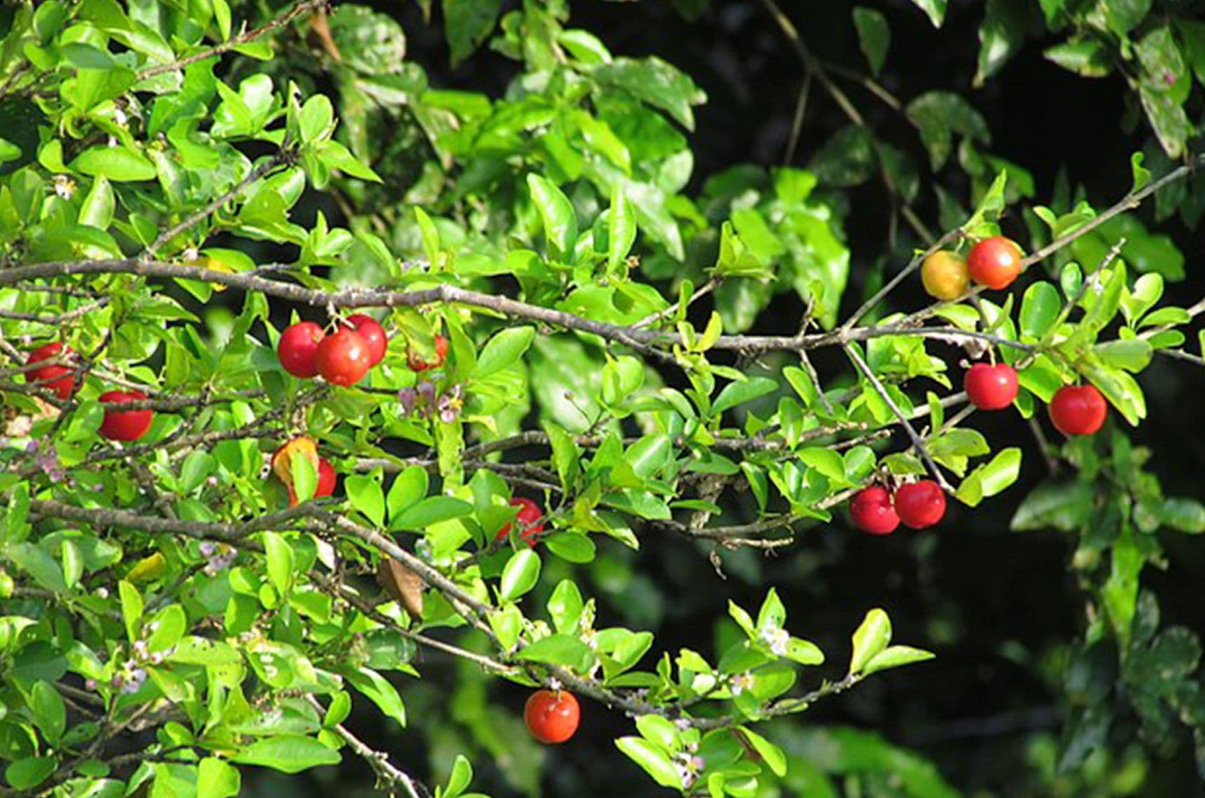 Image 1 of Acerola Cherry