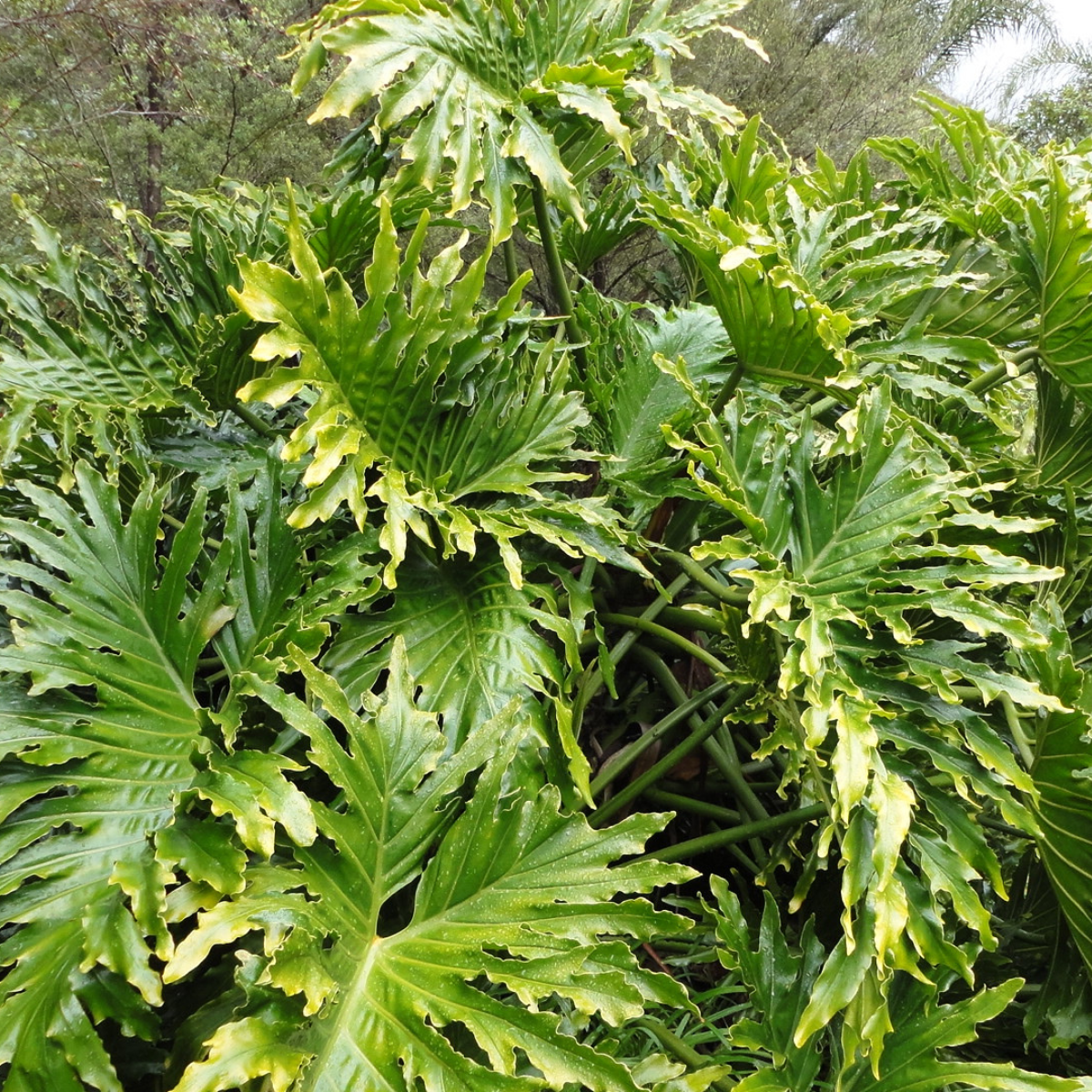 Image 1 of Lace Tree Philodendron