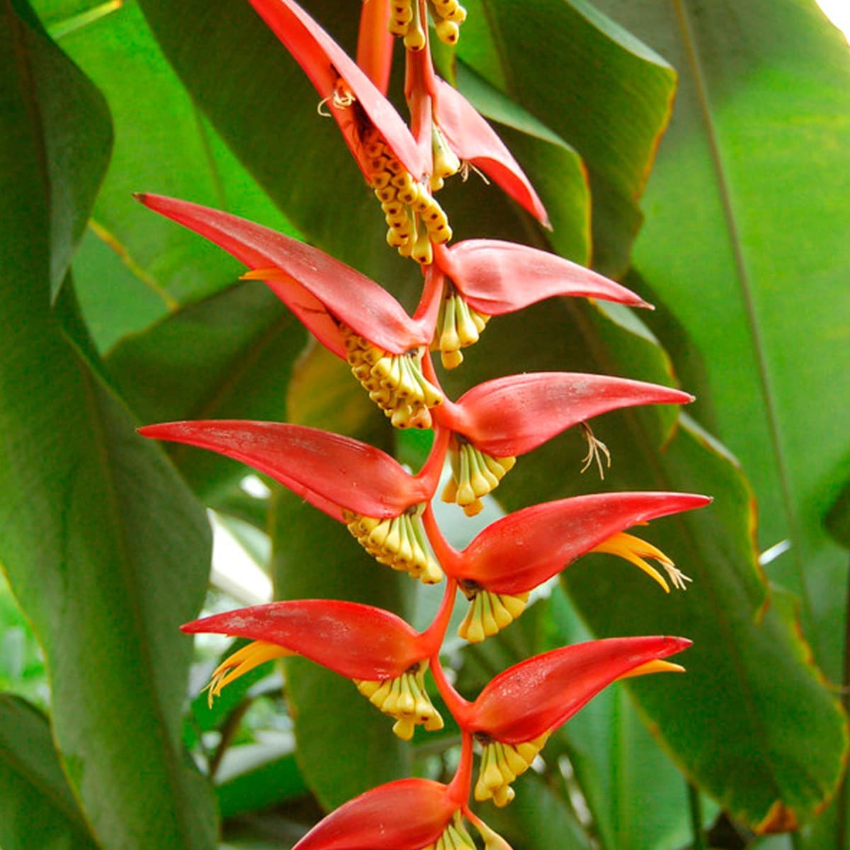 Image 1 of Pendant Heliconia