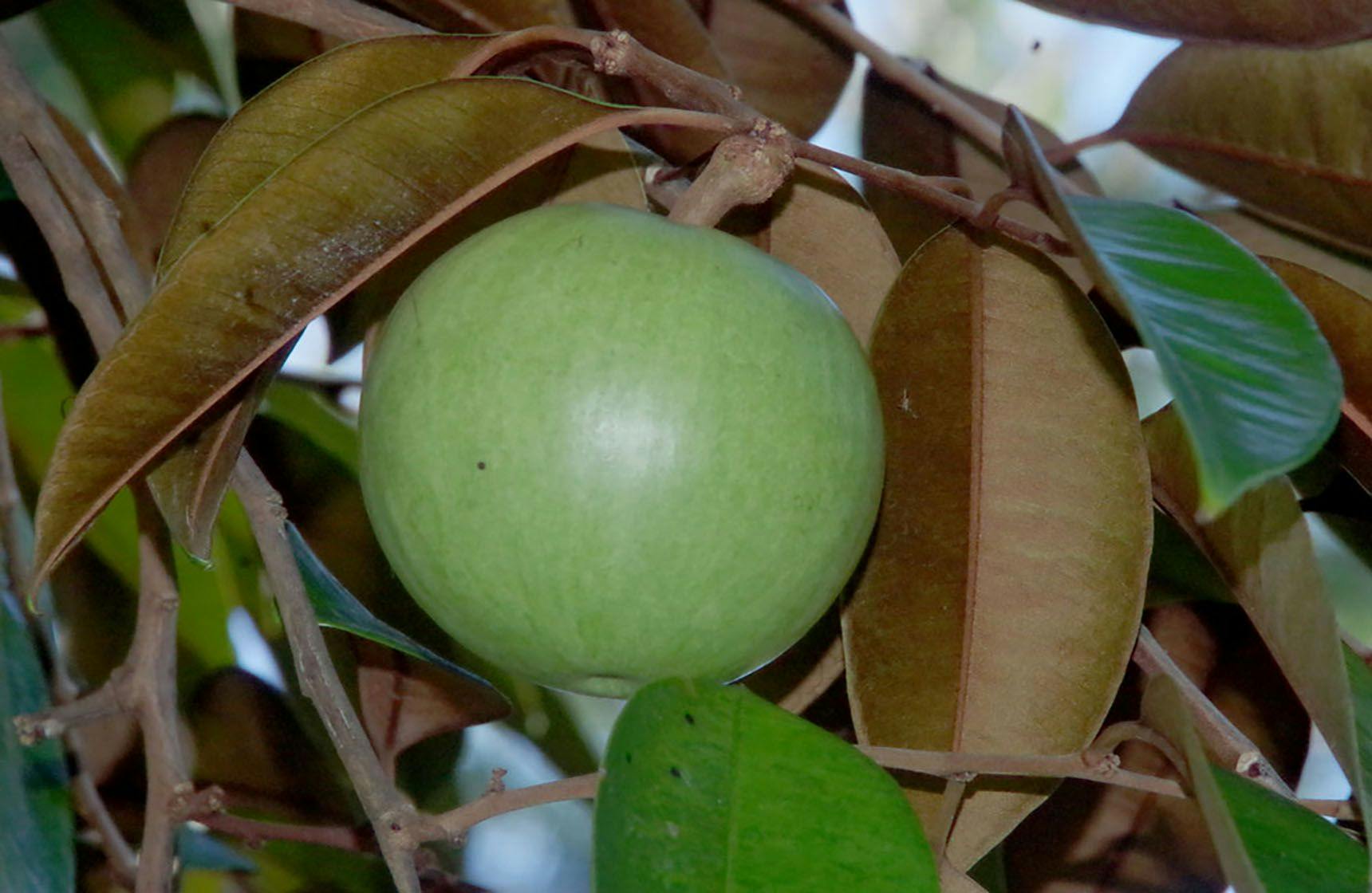Image 1 of Caimito Star Apple