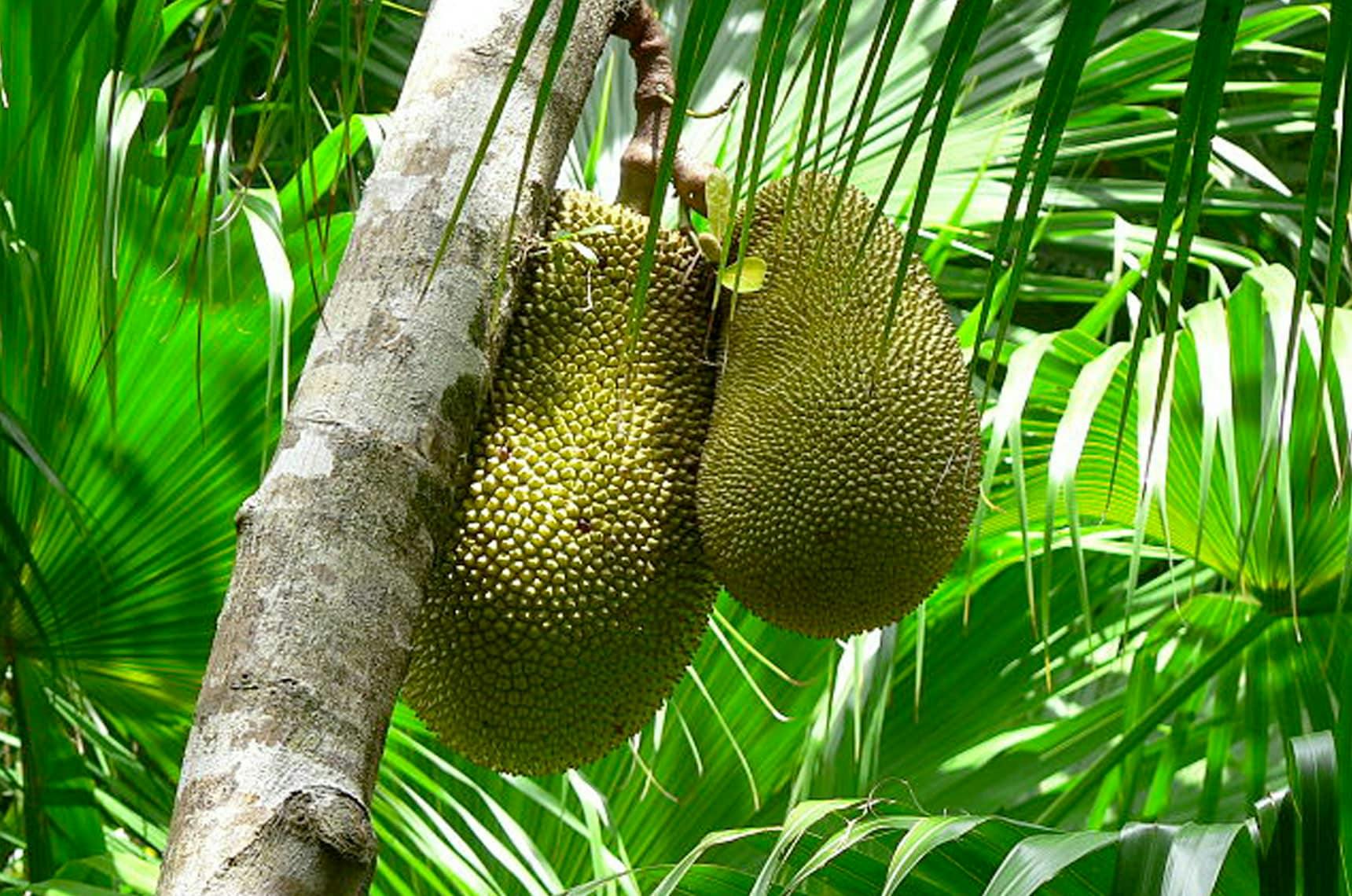 Image 1 of Jackfruit