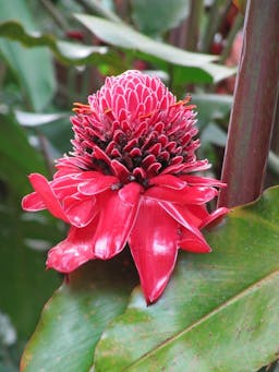 Preview #1 of Pink Torch Ginger