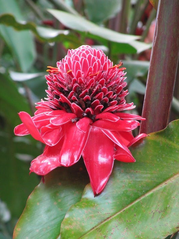Image 1 of Pink Torch Ginger