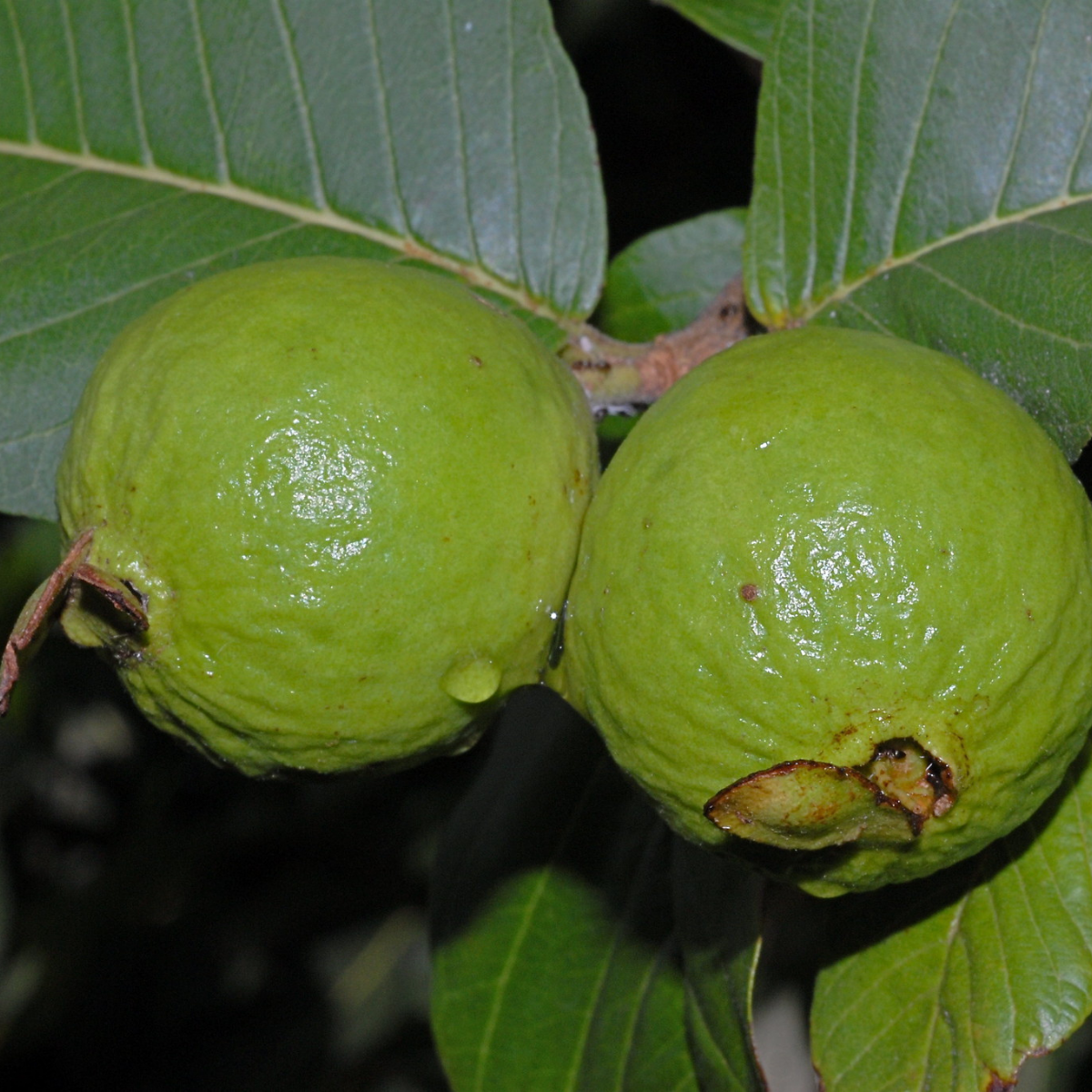 Image 1 of Guava