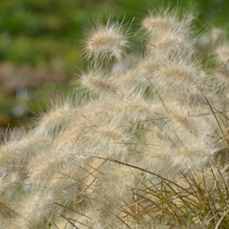 Preview #1 of Feathertop Grass