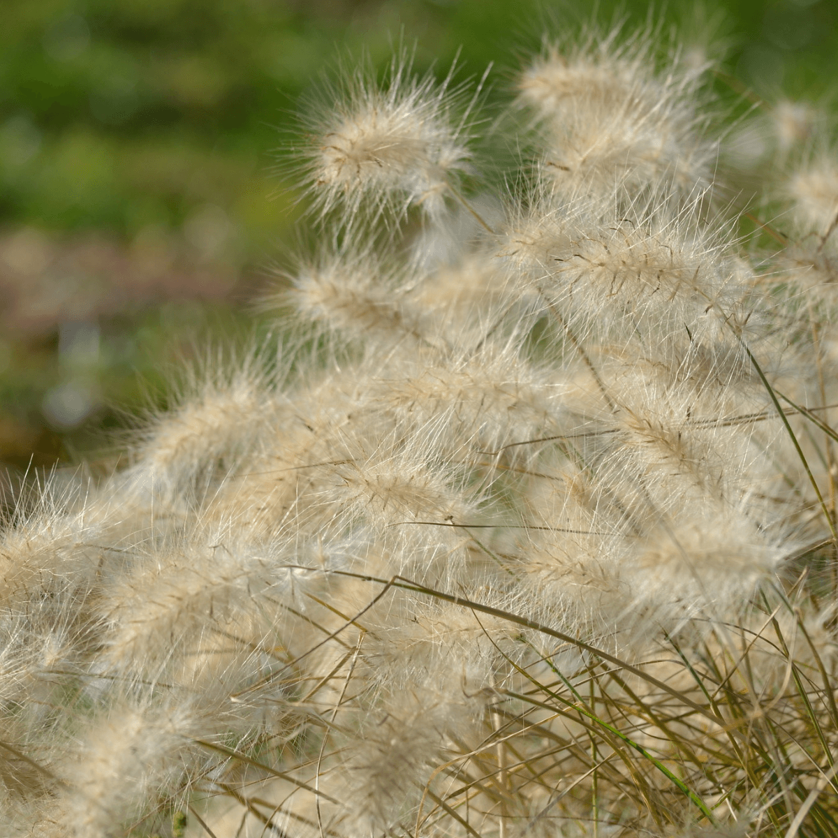 Image 1 of Feathertop Grass