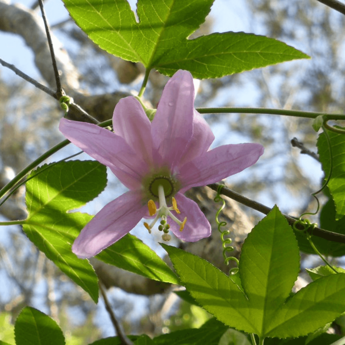 Image of Banana Passionfruit