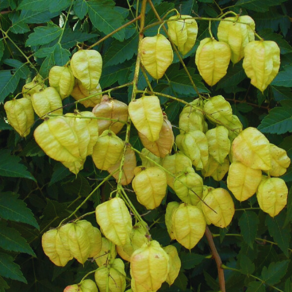 Image 1 of Golden Raintree