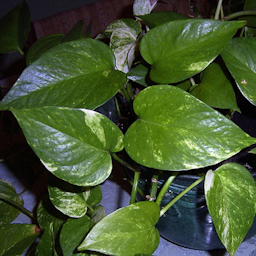 Preview #1 of Pothos