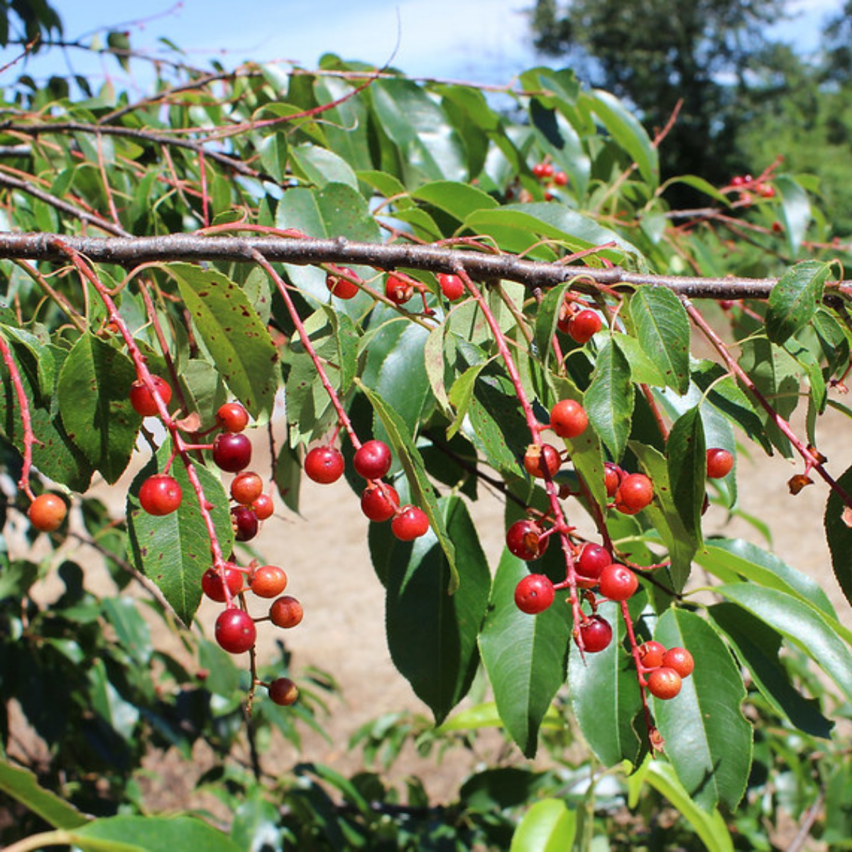 Image 1 of Black Cherry