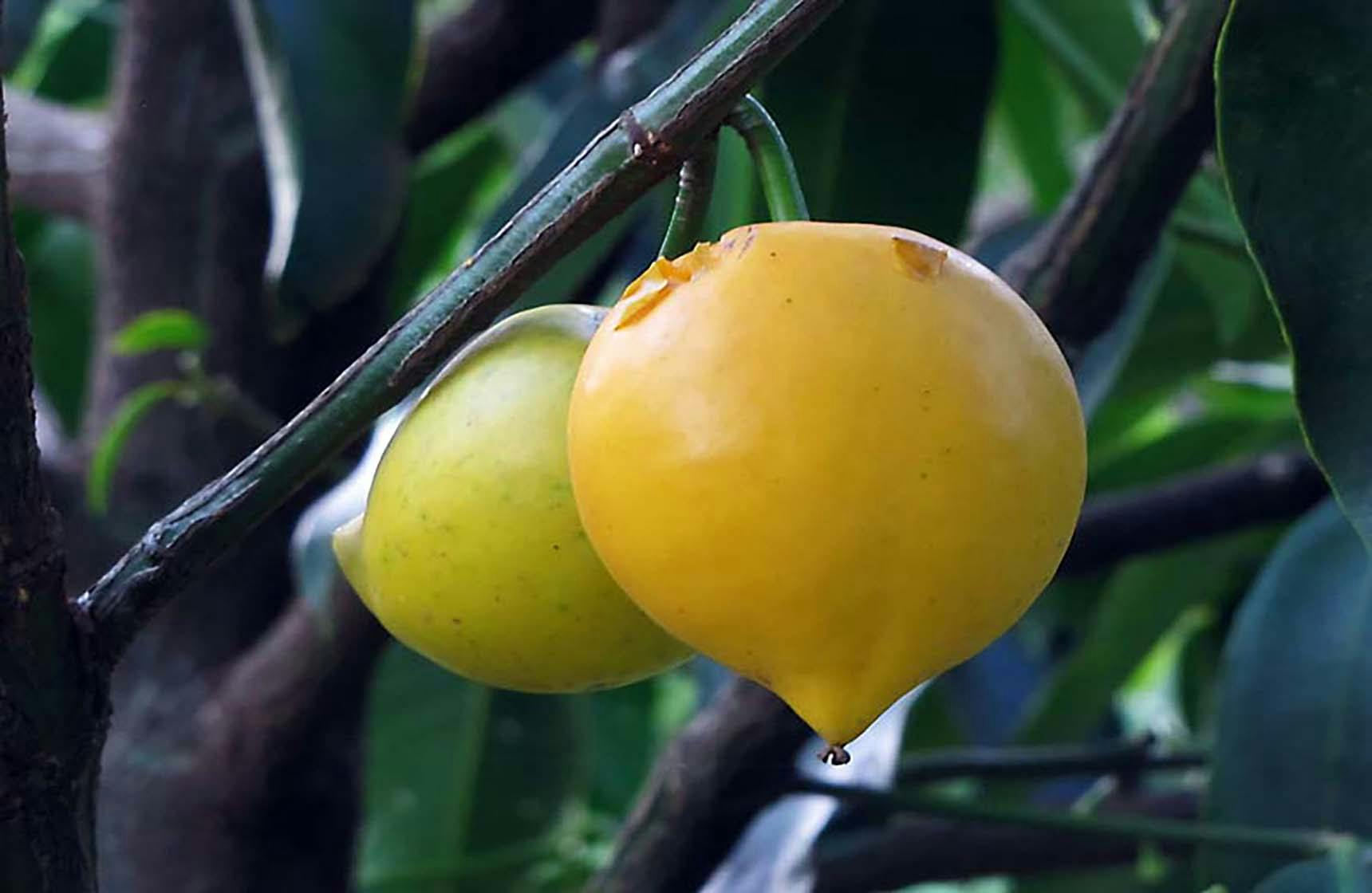 Image 1 of Yellow Mangosteen