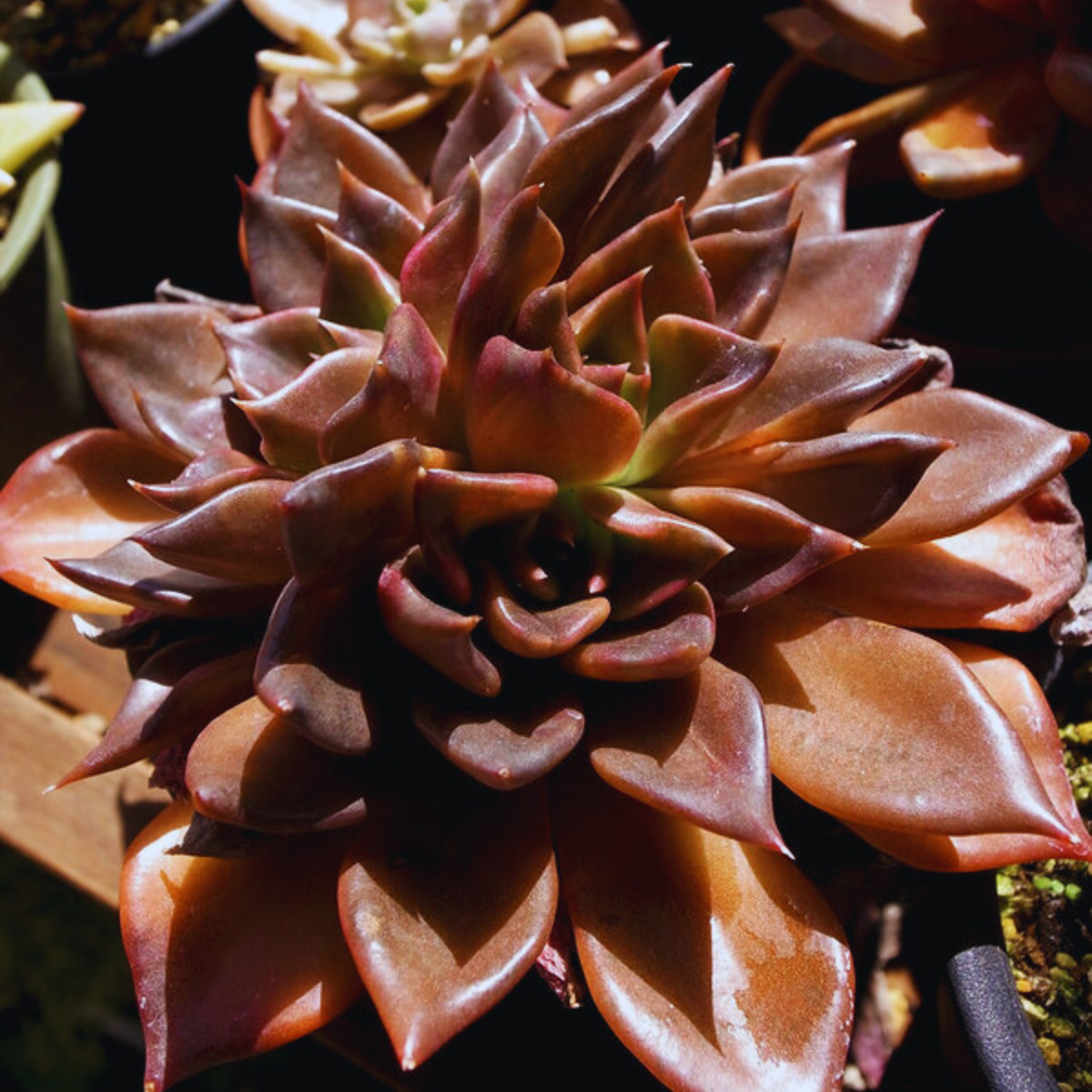 Image 1 of Black Prince Cactus