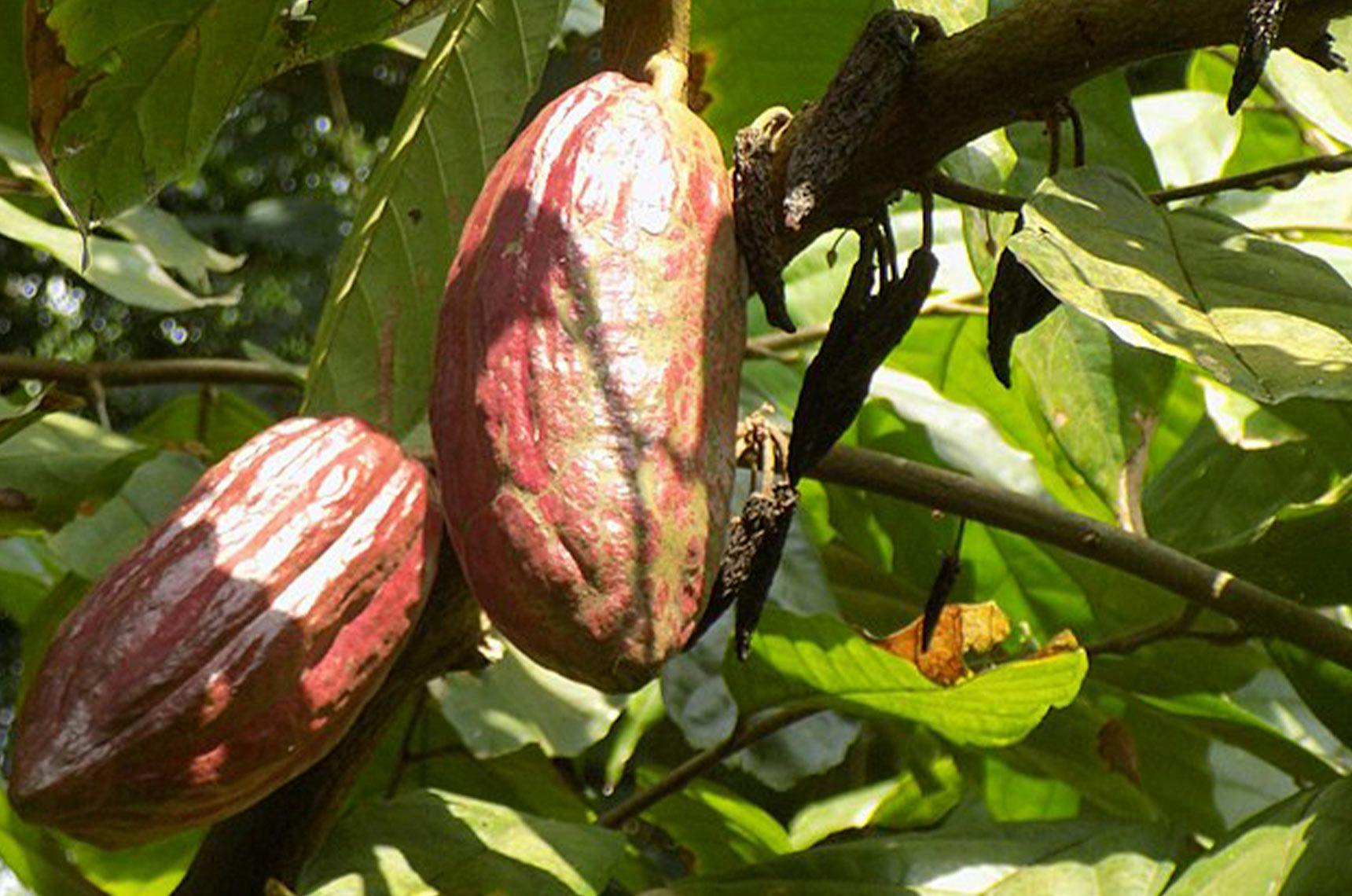 Image 1 of Cacao