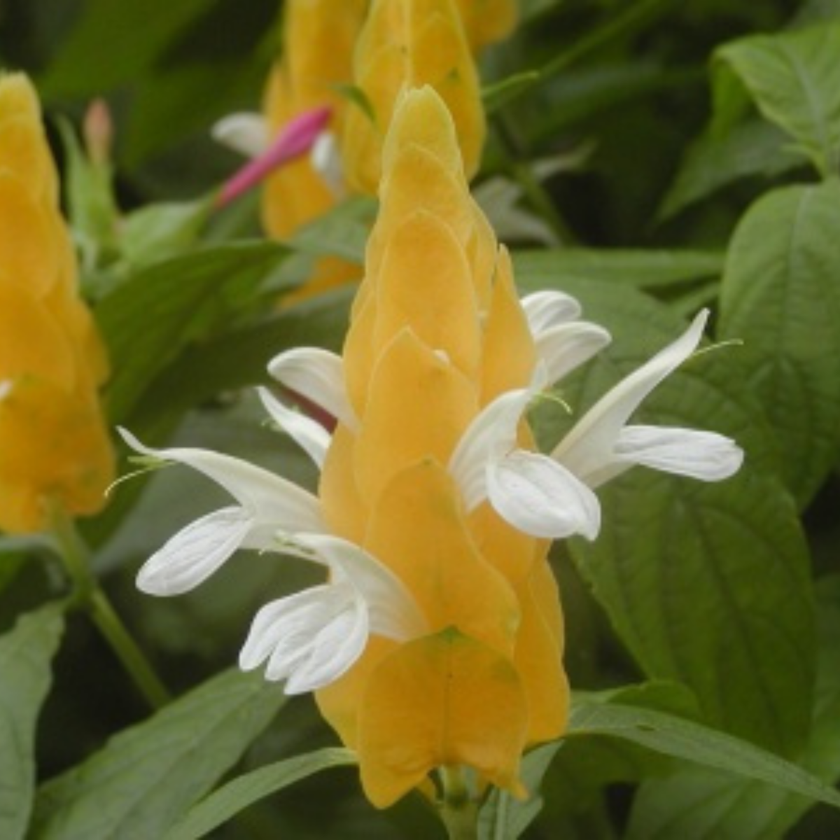 Image 1 of Golden Shrimp Plant