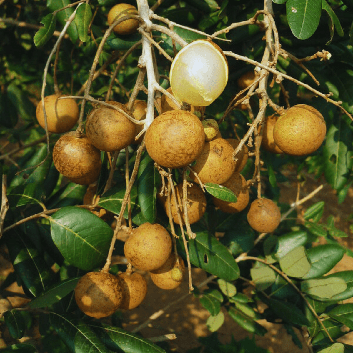 Image 1 of Longan