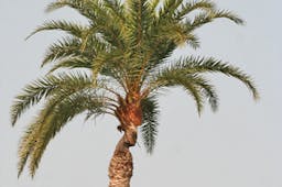 Preview #1 of Silver Date Palm