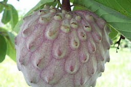 Preview #1 of Lowland Cherimoya