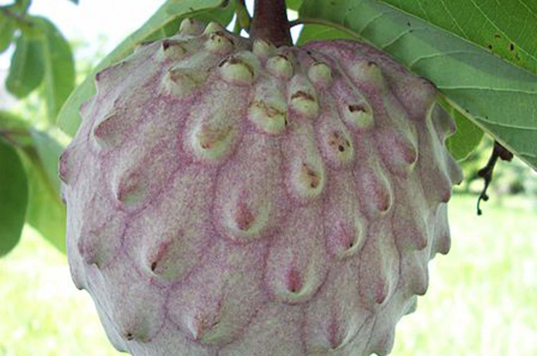 Image 1 of Lowland Cherimoya