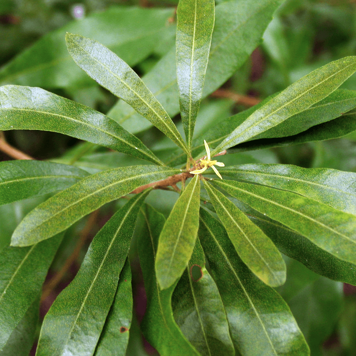 Image 1 of Southern Wax Myrtle