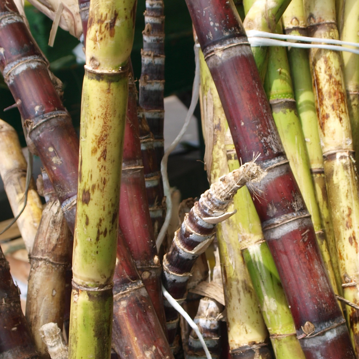 Image 1 of Sugar Cane
