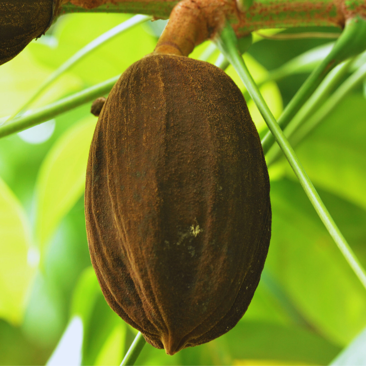 Image 1 of Malabar Chestnut