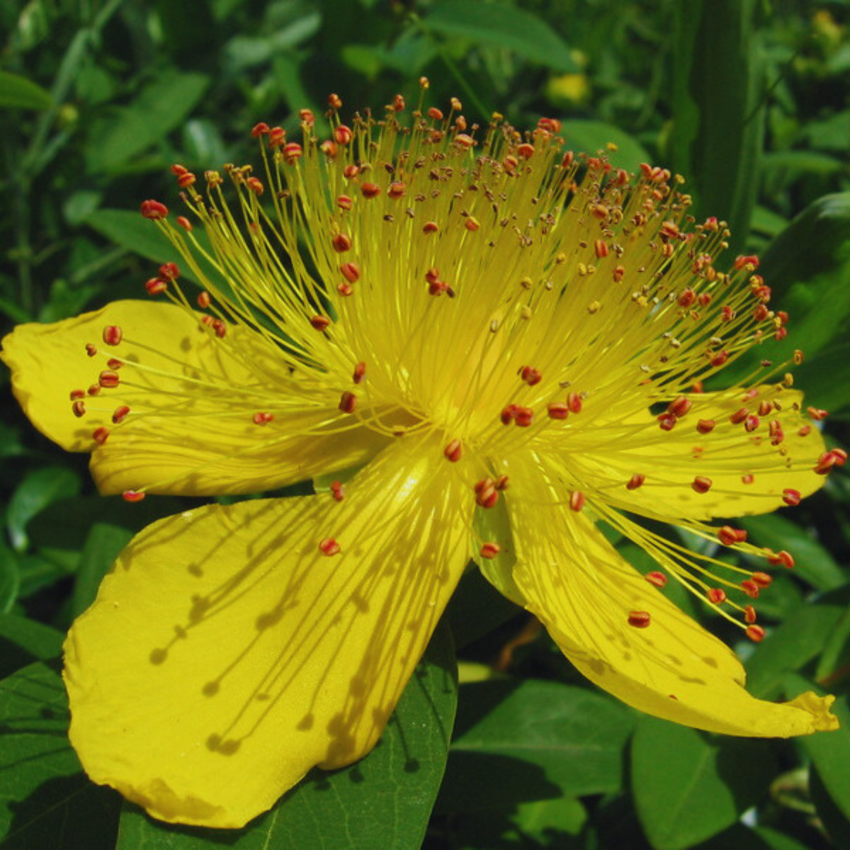 Image 1 of Great St John's wort