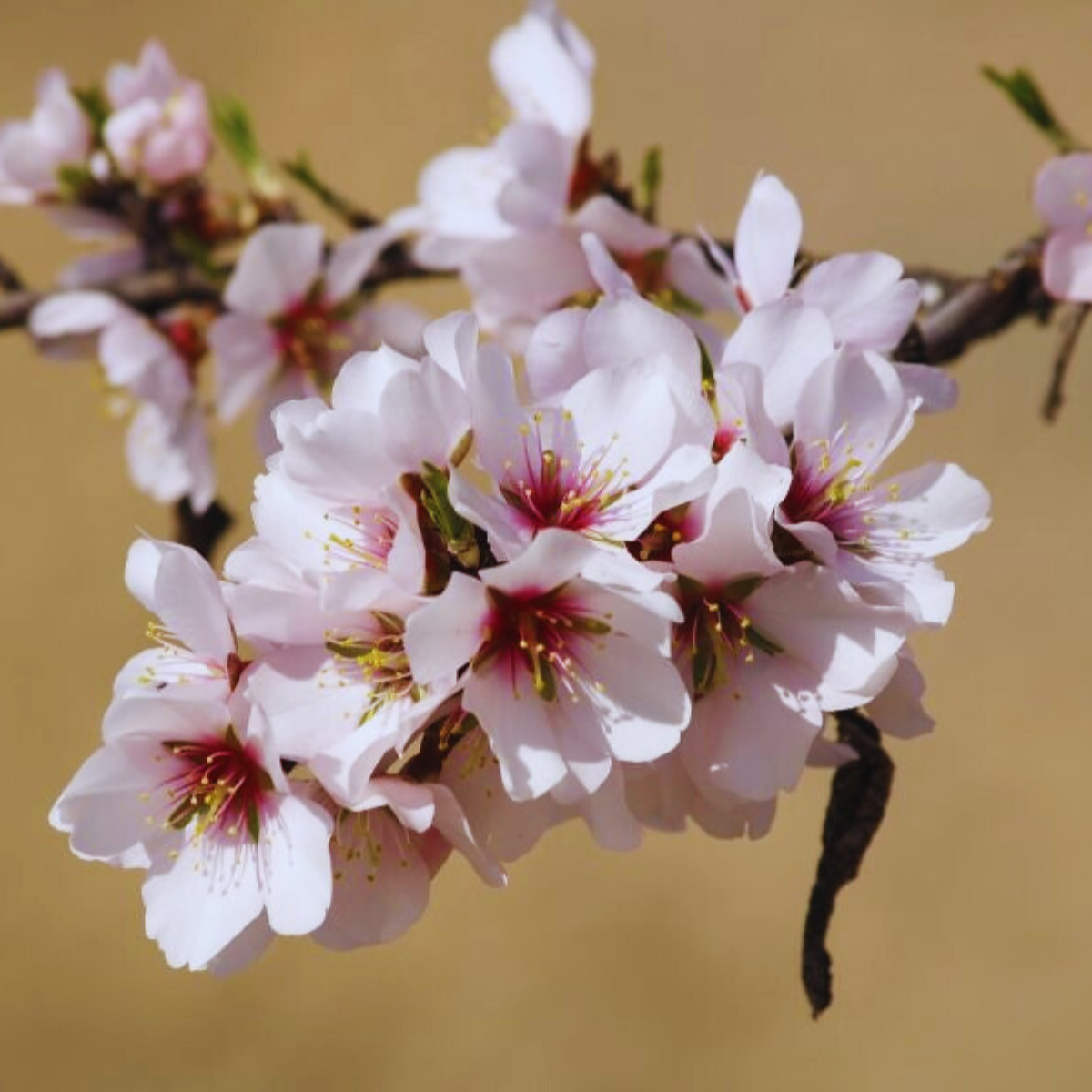 Image of Almond Tree