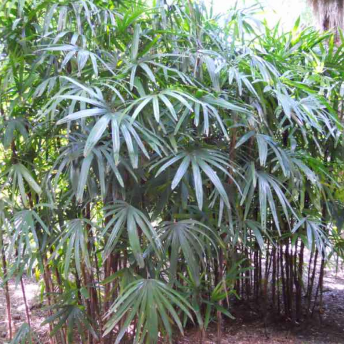 Image 1 of Lady Palm